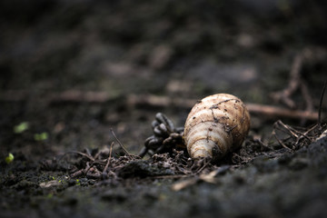 Lomas de Lúcumo Peru