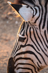 Zebra in Zambezi Private Game Reserve, Zimbabwe