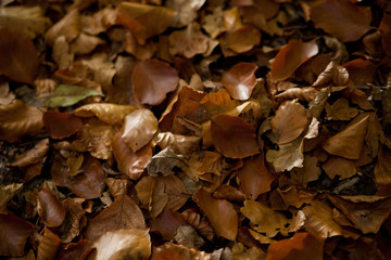 Herbstlaub