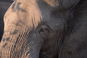Fototapeta premium Elephants close up grazing in Zambezi Private Game Reserve, Zimbabwe