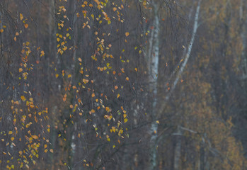 Jesienna firanka © Tomek Kiecana