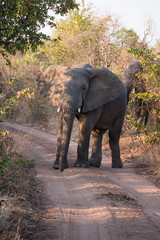 Fototapeta na wymiar Elephants close up grazing in Zambezi Private Game Reserve, Zimbabwe