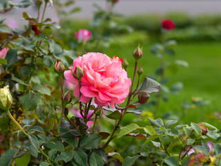Pink rose and a few buds