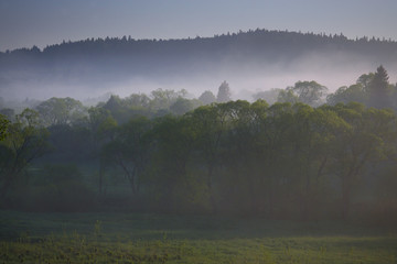 Mgła nad drzewami © Tomek Kiecana