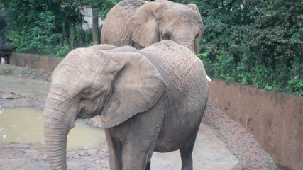 八木山動物園　宮城　動物