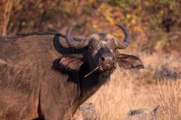 Buffalo in Zambezi Private Game Reserve, Zimbabwe