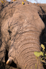 Elephants close up grazing in Zambezi Private Game Reserve, Zimbabwe