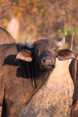 Buffalo in Zambezi Private Game Reserve, Zimbabwe