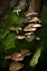 Fototapeta premium Pilze am Baum