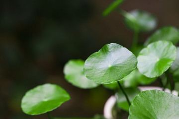 Beauty in nature. Closeup Centella asiatica or gotu kola in the pot