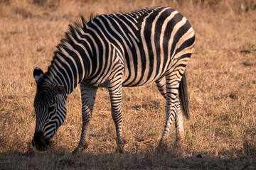 Fototapeta na wymiar Zebra in Zambezi Private Game Reserve, Zimbabwe