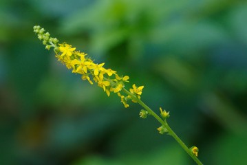Agrimonia pilosa (Kin-mizuhiki)
