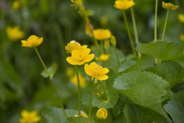 飯網高原大谷地湿原のリュウキンカの群生／長野県長野市