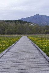 飯網高原大谷地湿原のリュウキンカの群生／長野県長野市