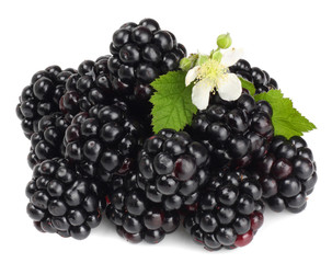 Blackberries isolated on white. Macro