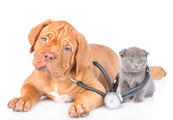 Tiny kitten and puppy with stethoscope on his neck. isolated on white background