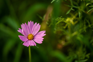 Obraz premium flower garden park fresh relax 