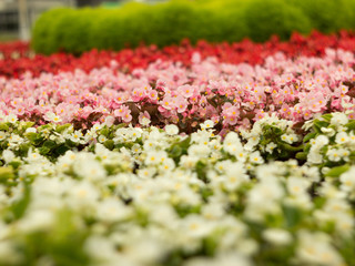 flowers in the garden