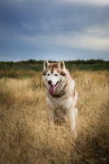 Close-up Portrait of gorgeous beige and white siberian husky dog with brown eyes sitting in the grass at sunset