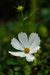 flower  garden  park  fresh  relax  