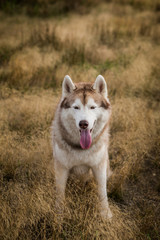 Obraz premium Close-up Portrait of cute beige and white siberian husky dog with brown eyes sitting in the grass at sunset