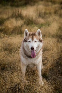 Close-up Portrait of cute beige and white siberian husky dog with brown eyes sitting in the grass at sunset