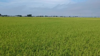 Drone shot of green rice fields
