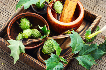 Natural herbs medicine,datura
