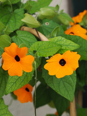 Thunbergia alata. La suzanne aux yeux noirs. Une plante grimpante ornementale d'origine tropicale au petites fleurs tubulaires de couleur blanc, jaune, orange et rougeoyante avec un coeur noir violet.