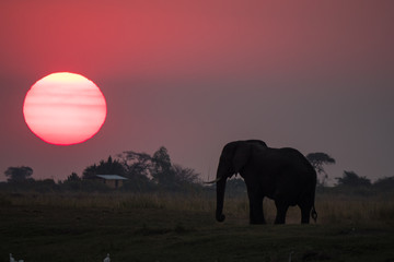 Fototapeta na wymiar Elephants roaming during sunset in Chobe National Park, Botswana