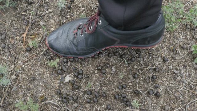 Feet stepping in goat poop
