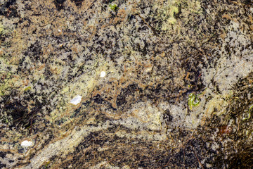 Closeup of an algal bloom of freshwater suffering from severe eutrophication after a long heat period during summer