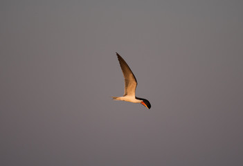African Skimmer bird flying above Chobe River.