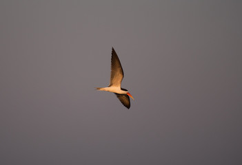African Skimmer bird flying above Chobe River.