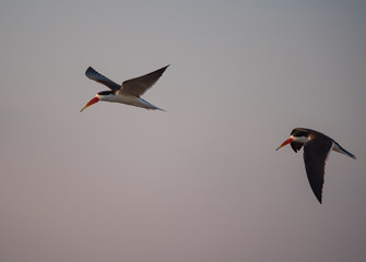 African Skimmer bird flying above Chobe River.
