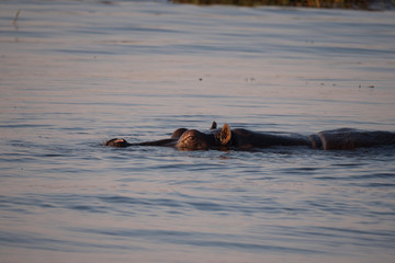 Fototapeta premium Hippos in Chobe River, Botswana
