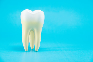 tooth anatomy on blue background.