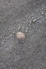 Muschel im Sand