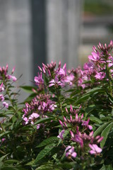 Variationen in Lila