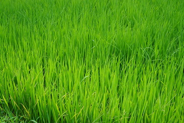 日本の田園風景