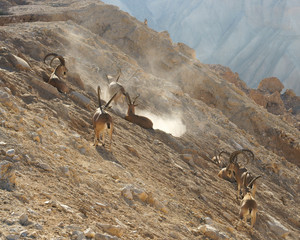 Nubian ibex (Capra nubiana sinaitica)  in Sde Boker. Herd of old male ibex in mountains in sunny day. Negev desert of southern Israel