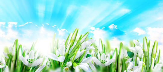 Snowdrops flower blossom panorama background