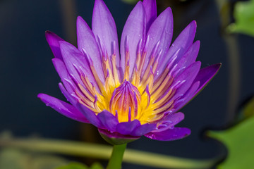 The appearance of a purple lotus flower is a beautiful