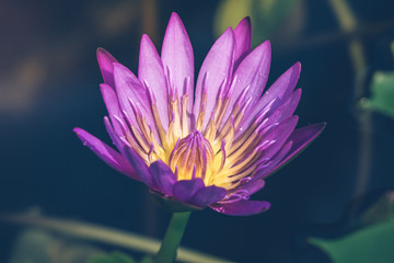 The appearance of a purple lotus flower is a beautiful