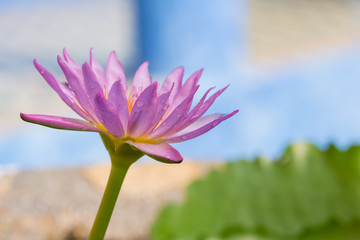 The appearance of a purple lotus flower is a beautiful