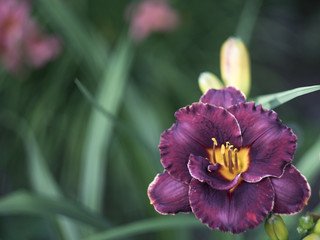 Single purple lily at green background
