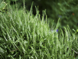 Green grass background texture