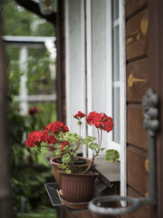 Fototapeta na wymiar Red geranium in the pot at the window in the village