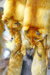 The fur of a fox which is on sale