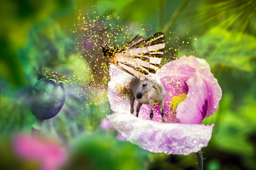 White unicorn with butterfly wings on poppy flower